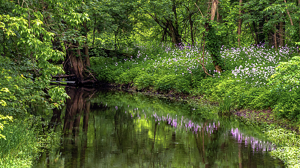 Wildflower Reflections by Rod Best Wildflower Reflections by Rod Best